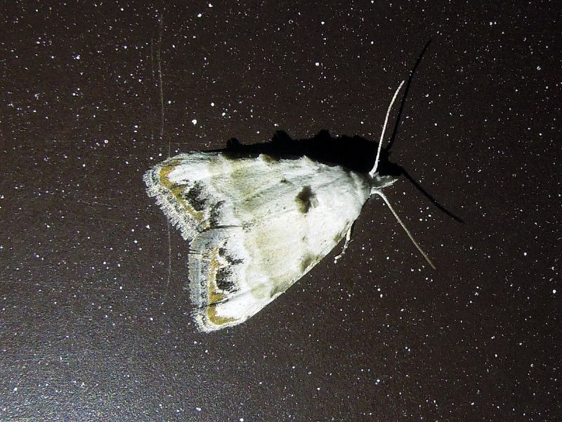 Nola chlamitulalis (Nolidae)